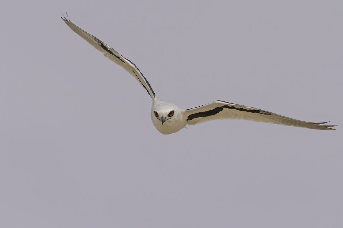 Los ojos de halcón revelan los secretos visuales de los cazadores