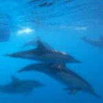 First major dolphin DNA study