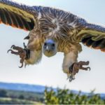 Aussie vulture claws back from the past