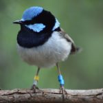 Fairy-wren personalities put to the test