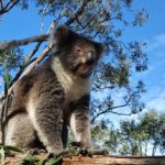 Koala survival a balancing act