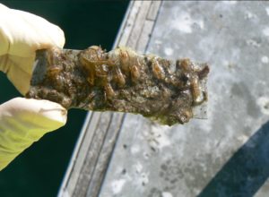 The development of micro- and macro- fouling, including the attachment of brown algae and colonial ascidians, on a test panel immersed in the Gulf St Vincent, South Australia, for 25 weeks.