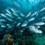 Secret of tropical reef island sea life