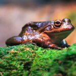 Modelling shows interrupted river flows endanger frogs