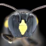 Unusual bee-haviour among natives