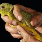 Night Parrot’s ‘wonky’ head and big ears