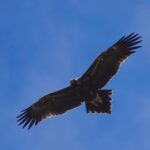 Giant eagle discovered in Flinders Ranges