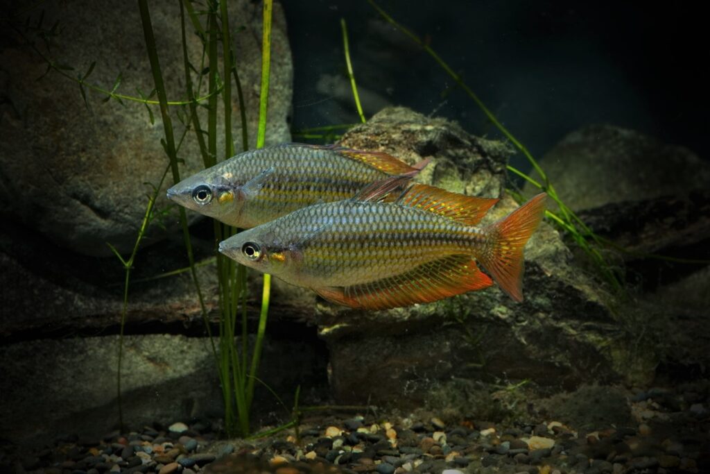 How rainforest fish adapt to habitat News