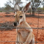 Young red kangaroos grow up quickly where dingoes lurk