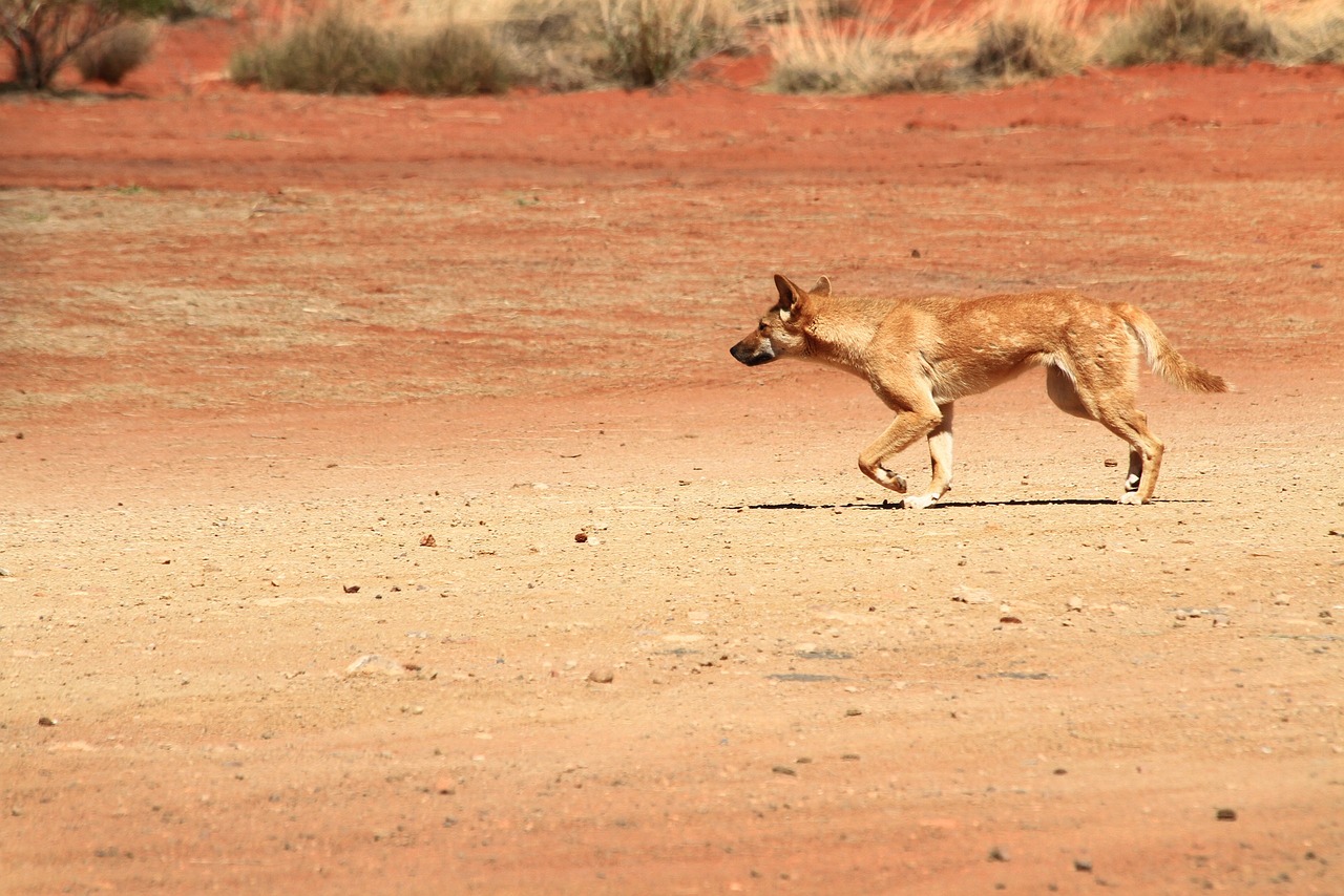 Dingo hunting 2024