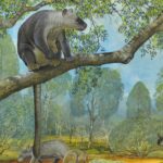 How climate changed tree-kangaroos