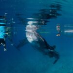 New insights on whale shark tourism