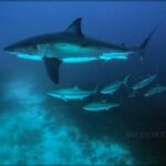 Kingfish adapt to shark tourism