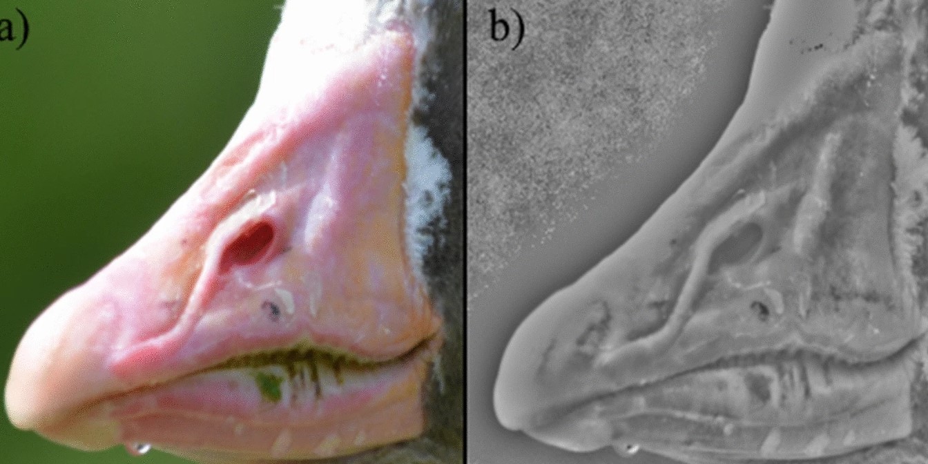 Automated facial recognition software using the similarity between images of goose bills was developed to determine whether a Greylag Goose face is visually unique. 