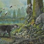 Out on a limb – koala fossil fills 30m year gap