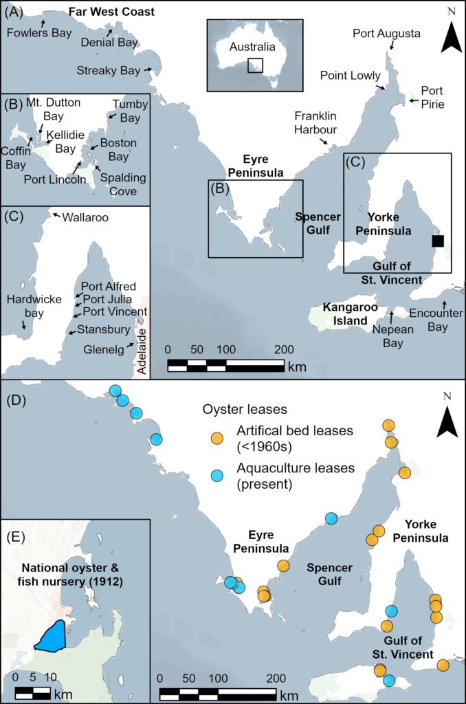 Area For Shellfish Restoring reefs for shellfish recovery – News