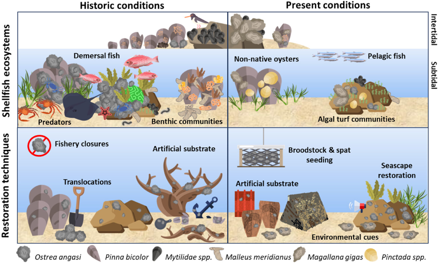 Restoring reefs for shellfish recovery – News