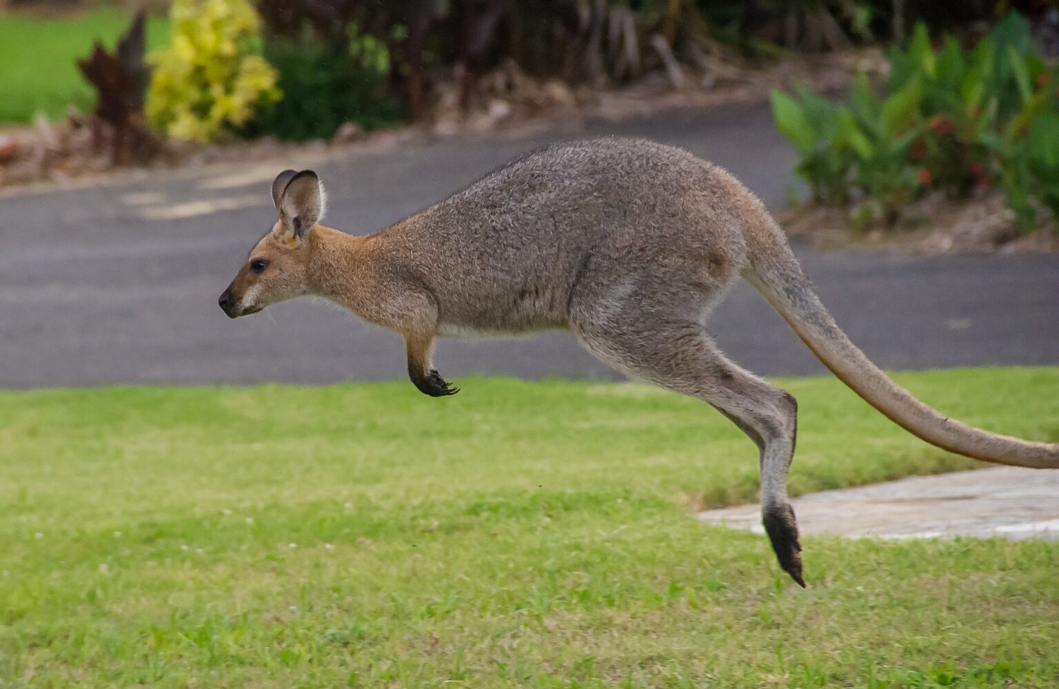 Wallaby Roo Little wallaby the 'first true roo' – News